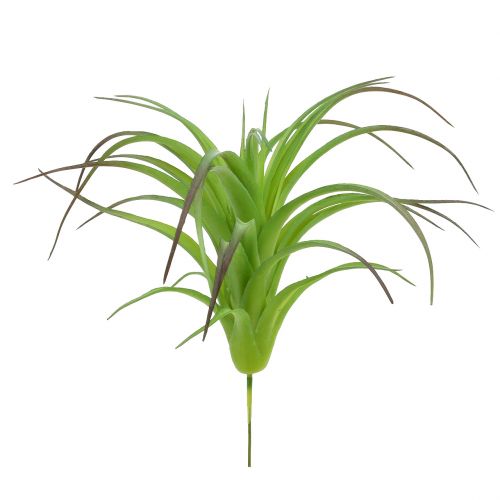 Floristik24 Dekoratív tillandsia zöld 16cm 4db