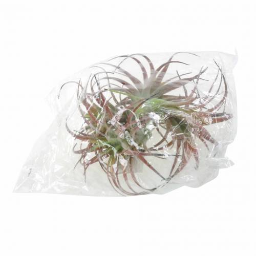 Floristik24 Tillandsia zöld-piros pelyhesített 15cm 4db