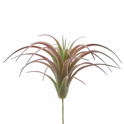 Floristik24 Tillandsia zöld-piros pelyhesített 15cm 4db