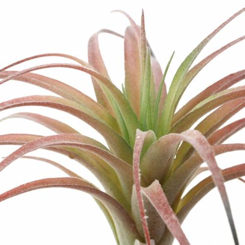 Floristik24 Tillandsia zöld-piros pelyhesített 15cm 4db