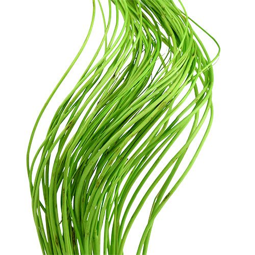 Floristik24 Ting Ting Curly 60cm Zöld 40 db