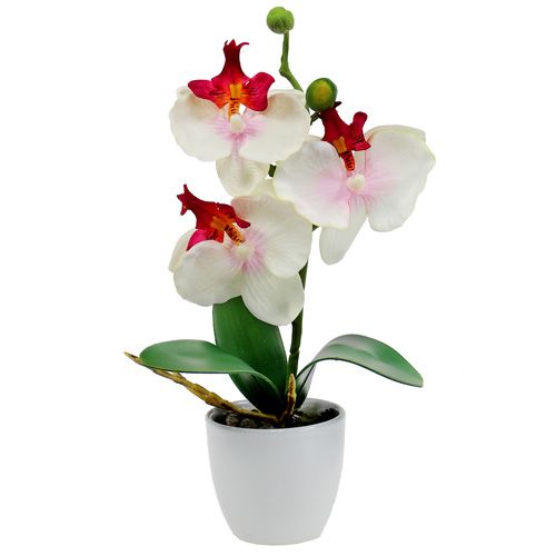 Asztali dekorációs orchidea krémes cserépben H29cm