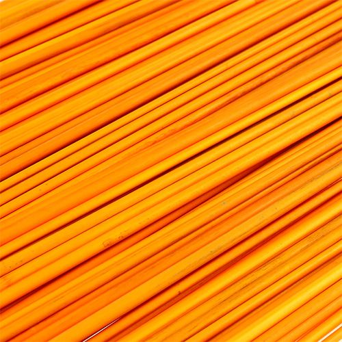 Floristik24 Tonkin aranysárga 70cm - 80cm 150 db.