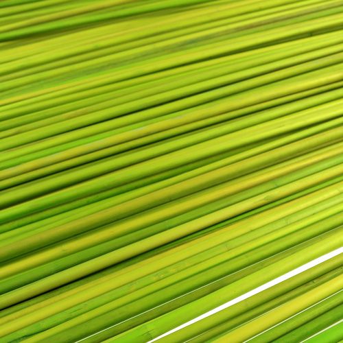 tételeket Tonkin díszpálcikák 70cm világoszöld 150 db