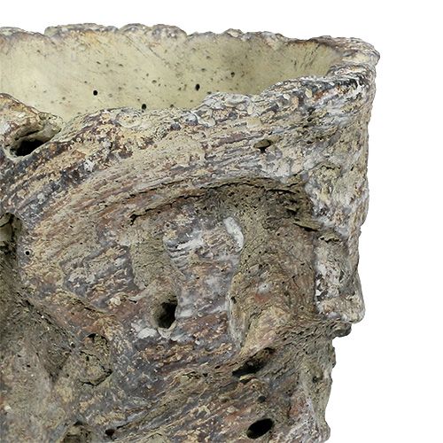 Floristik24 Fatörzsként edény Ø10,5cm H12cm 2db