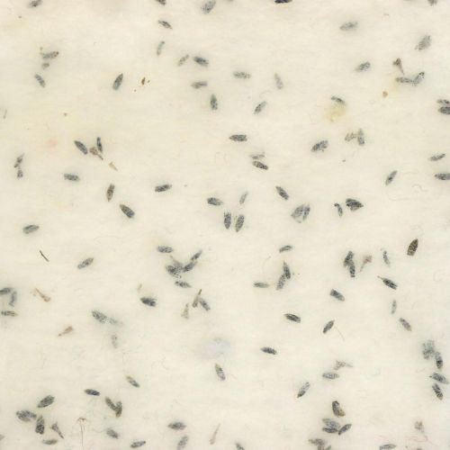 Floristik24 Filc szalag levendula virággal, deko szalag, cserepes szalag, gyapjú filc krém fehér 15cm 5m