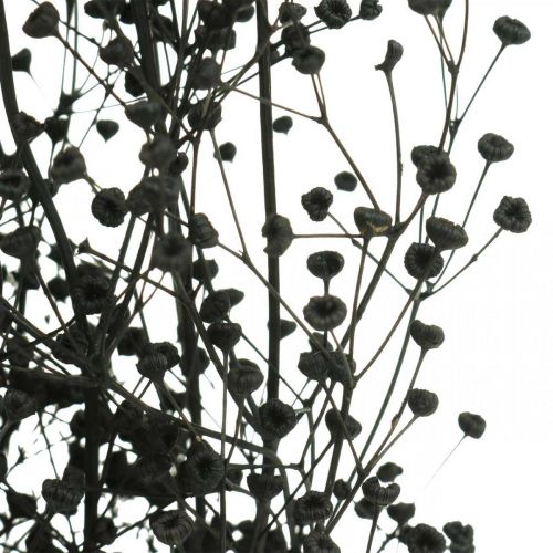 Szárított virág Massasa fekete natúr dekoráció 50-55cm 10db csokor
