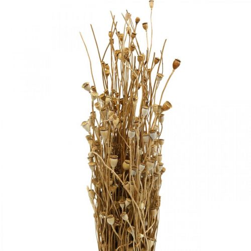 Floristik24 Szárított virágok mák kapszula természetben szárított vadon szárított dekorációs csokor 100g