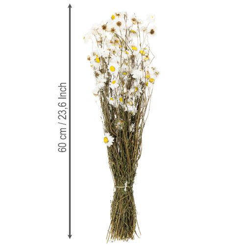 tételeket Szárított Acroclinium virágok, fehér virágok, szárított virágkompozíció, 60cm, 80g