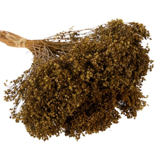 tételeket Szárított virágok Seprű Bloom Olive Green 160g 48cm