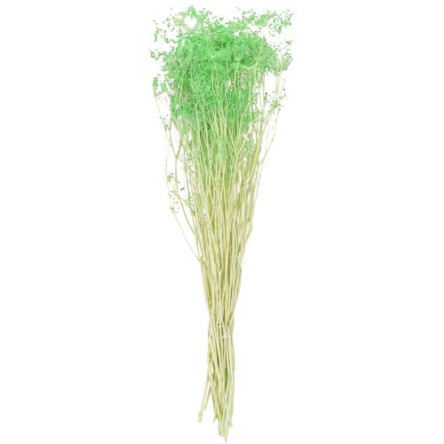tételeket Szárított virágok Umbellifera Green 70-80cm 150g