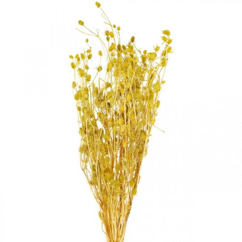 Szárított virágok, sárga, szárított bogáncs, eperbogáncs, 100g, dekoratív bohém stílus