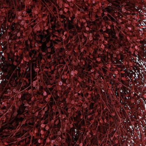 tételeket Dekoratív koszorú, szárított virágok, Bordeaux Lepidium, fali dekoráció, elegáns, natúr, Ø33cm