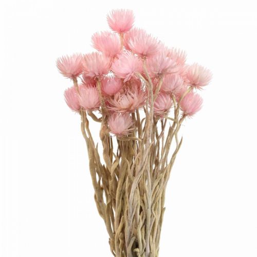 Szárított virágok Sapkás virágok Rózsaszín Szalmavirágok H42cm
