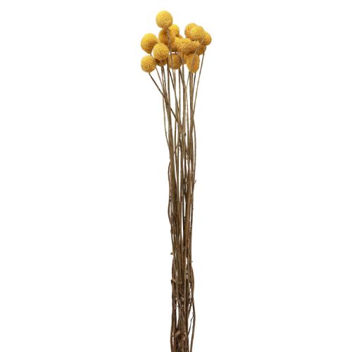 Floristik24 Szárított virágok Craspedia szárított, alsócomb sárga 50cm 20db