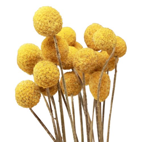 tételeket Szárított virágok Craspedia szárított, alsócomb sárga 50cm 20db