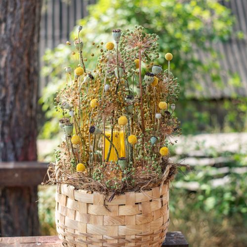 tételeket Szárított virágok Craspedia szárított, alsócomb sárga 50cm 20db