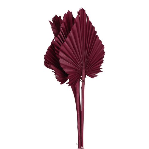 Floristik24 Szárított virág díszítés, pálma lándzsa szárított borvörös 37cm 4db