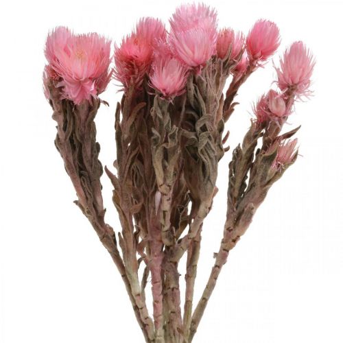 Floristik24 Szárított virágok Kalap virágok Rózsaszín szalma virágok Száraz virágok H30cm