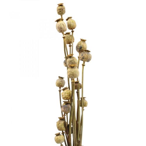 Szárított virág mák kapszula sárga papaver deco mák 75g