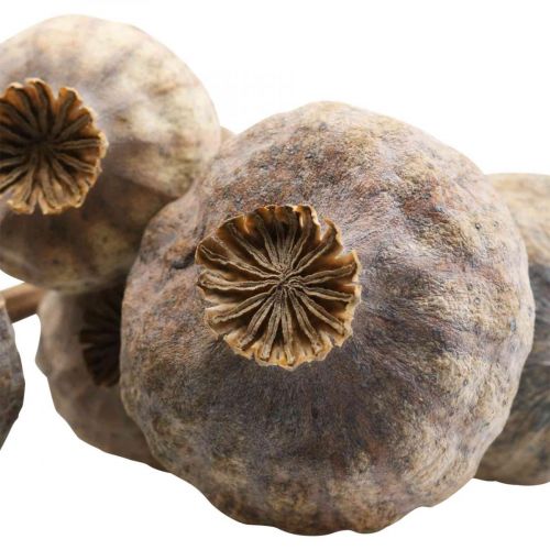 Floristik24 Szárított virágok mák kapszula nagy natúr dekoratív mák 5 db