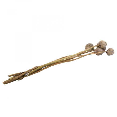 Floristik24 Szárított virágok mák kapszula nagy natúr dekoratív mák 5 db