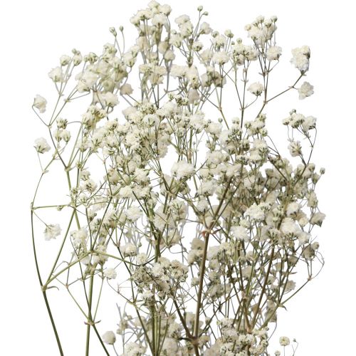 tételeket Szárított virágok Gypsophila Gypsophila White 58cm 7g