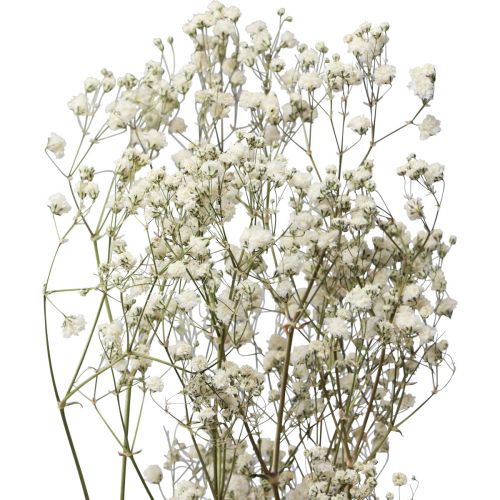 Floristik24 Szárított virágok Gypsophila Gypsophila White 58cm 7g