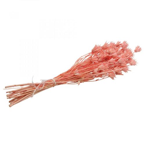 Floristik24 Szárított virágok fekete kömény Nigella szárított órózsaszín 100g