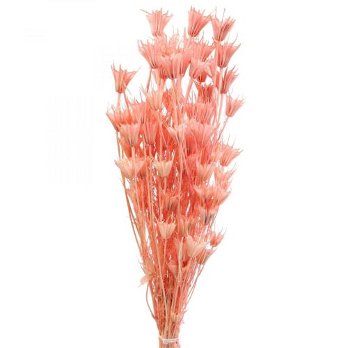 Szárított virágok fekete kömény Nigella szárított órózsaszín 100g