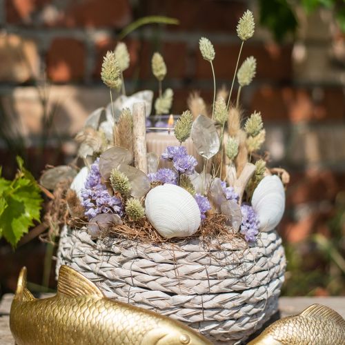 Floristik24 Szárított fű Phalaris szárított száraz virágos természet 55cm 80g