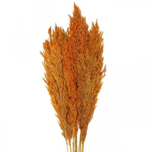 Floristik24 Szárított fű, sás, szárított, deko fű, narancs, 70 cm, 10 db