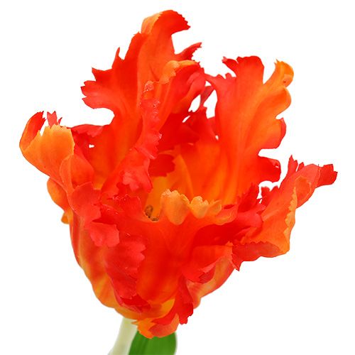 Floristik24 Tulipán narancs 70cm