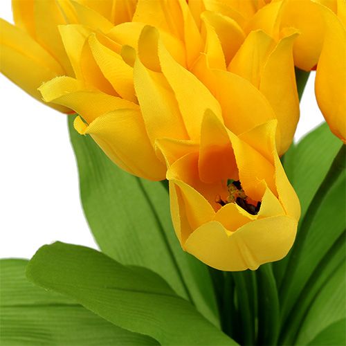 Floristik24 Tulipán bokor Sárga H30cm