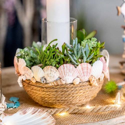 Floristik24 Toronycsiga Turritella terebra 1kg