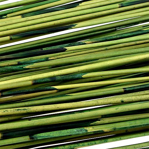 Floristik24 Vlei Reed 400g sötétzöld