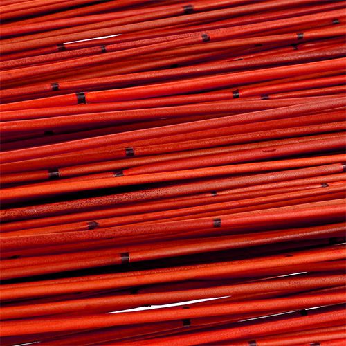 Floristik24 Vlei Reed 400g Red