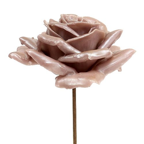 Floristik24 Wax rose champagne mix Ø10cm 6 db