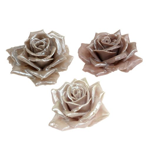 Floristik24 Wax rose champagne mix Ø10cm 6 db