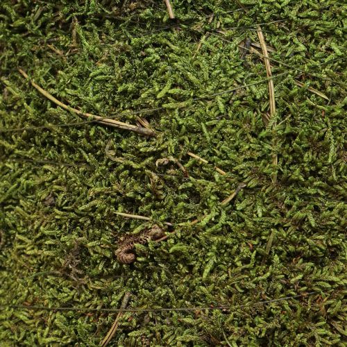 tételeket Karácsonyfa mohafadísz zöld natúr színben Ø25cm H70cm