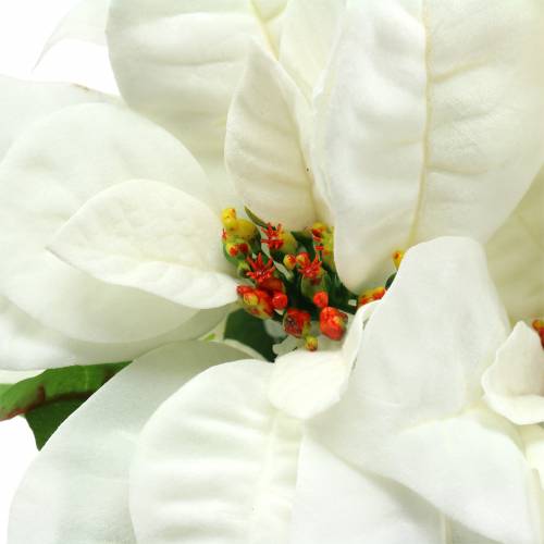 tételeket Mikulásvirág csokor fehér 52cm