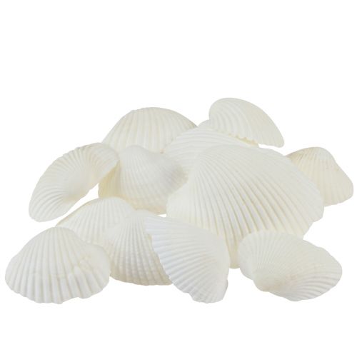 Floristik24 Fehér héjú dekoratív kagylók krém fehér 2-3,5cm 300g