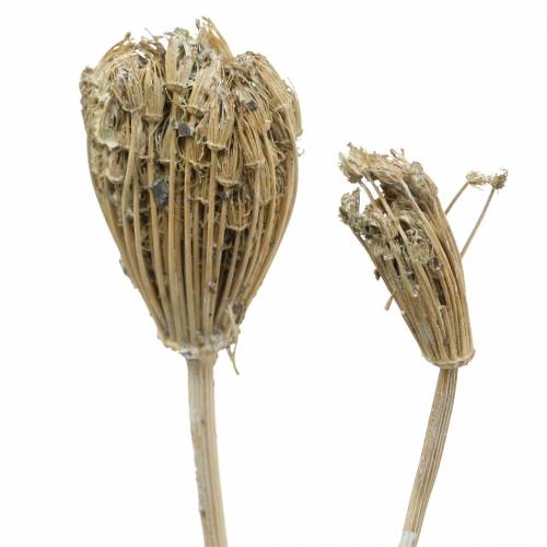 Floristik24 Vadvirágcsokor, természetes cickafark, mosott fehér 30-60cm 150g