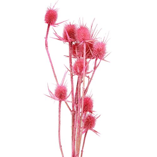 Vadmácsonya szárított dekoráció, rózsaszín bogáncs, 53cm, 10 fej