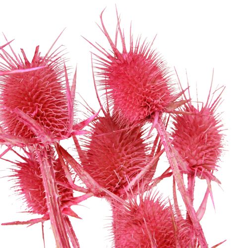 tételeket Vadmácsonya szárított dekoráció, rózsaszín bogáncs, 53cm, 10 fej