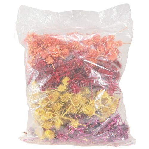 Floristik24 Wild Cardoon Heads Szárított Festett Dispacus 3-6cm 1kg