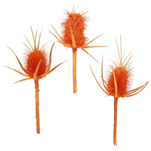 Floristik24 Wild Teasels Narancssárga teasel Bogáncs szárított dekoráció 1kg
