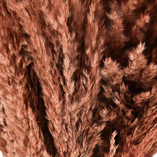 tételeket Nádból Szárított Dekoráció Barack 75cm 10 db Bohém Pampa Fű