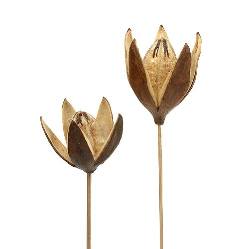 Vadliliom száron natúr szín Ø6,5cm L55cm 45 db