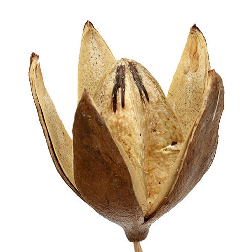 Floristik24 Vadliliom száron natúr szín Ø6,5cm L55cm 45 db